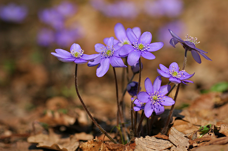 Leberblümchen (Hepatica nobilis)