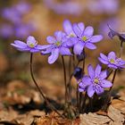 Leberblümchen (Hepatica nobilis)