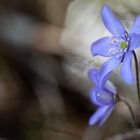 Leberblümchen (Hepatica nobilis)