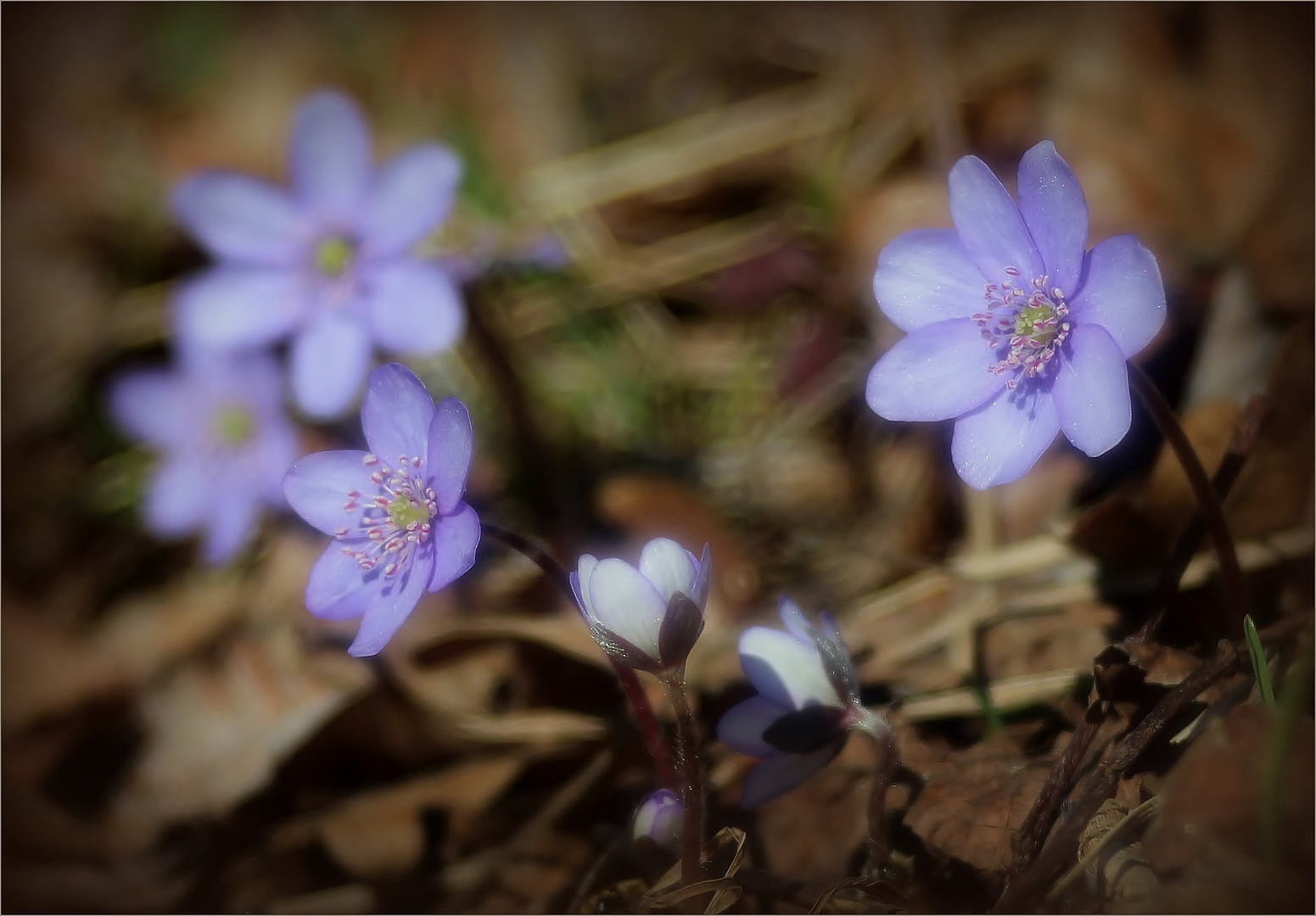 Leberblümchen (Hepatica nobilis).