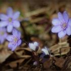 Leberblümchen (Hepatica nobilis).