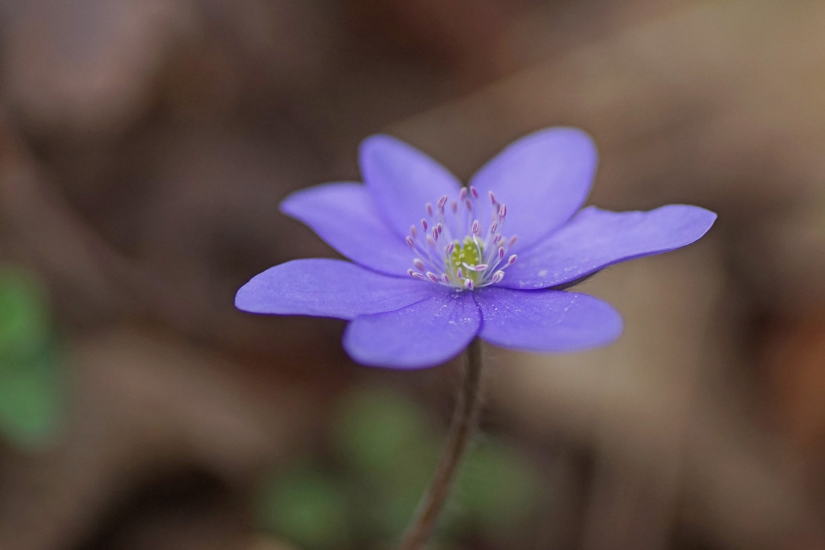 Leberblümchen (Hepatica nobilis)