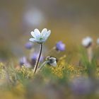 Leberblümchen Hepatica nobilis