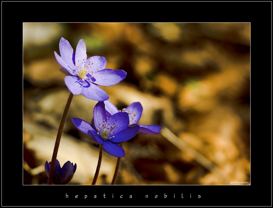 Leberblümchen (Hepatica nobilis)