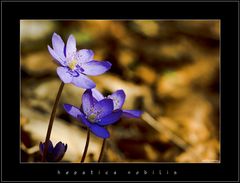 Leberblümchen (Hepatica nobilis)