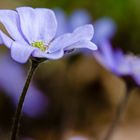 Leberblümchen (Hepatica nobilis)