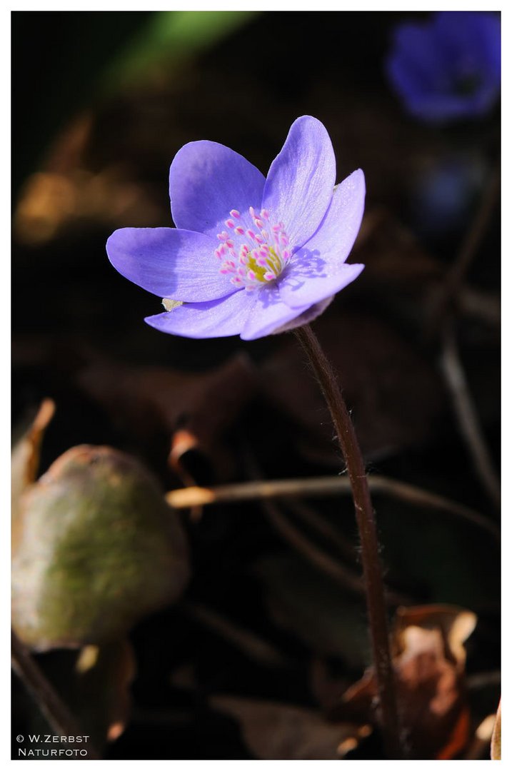 - Leberblümchen - ( Hepatica nobilis )