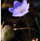 - Leberblümchen - ( Hepatica nobilis )