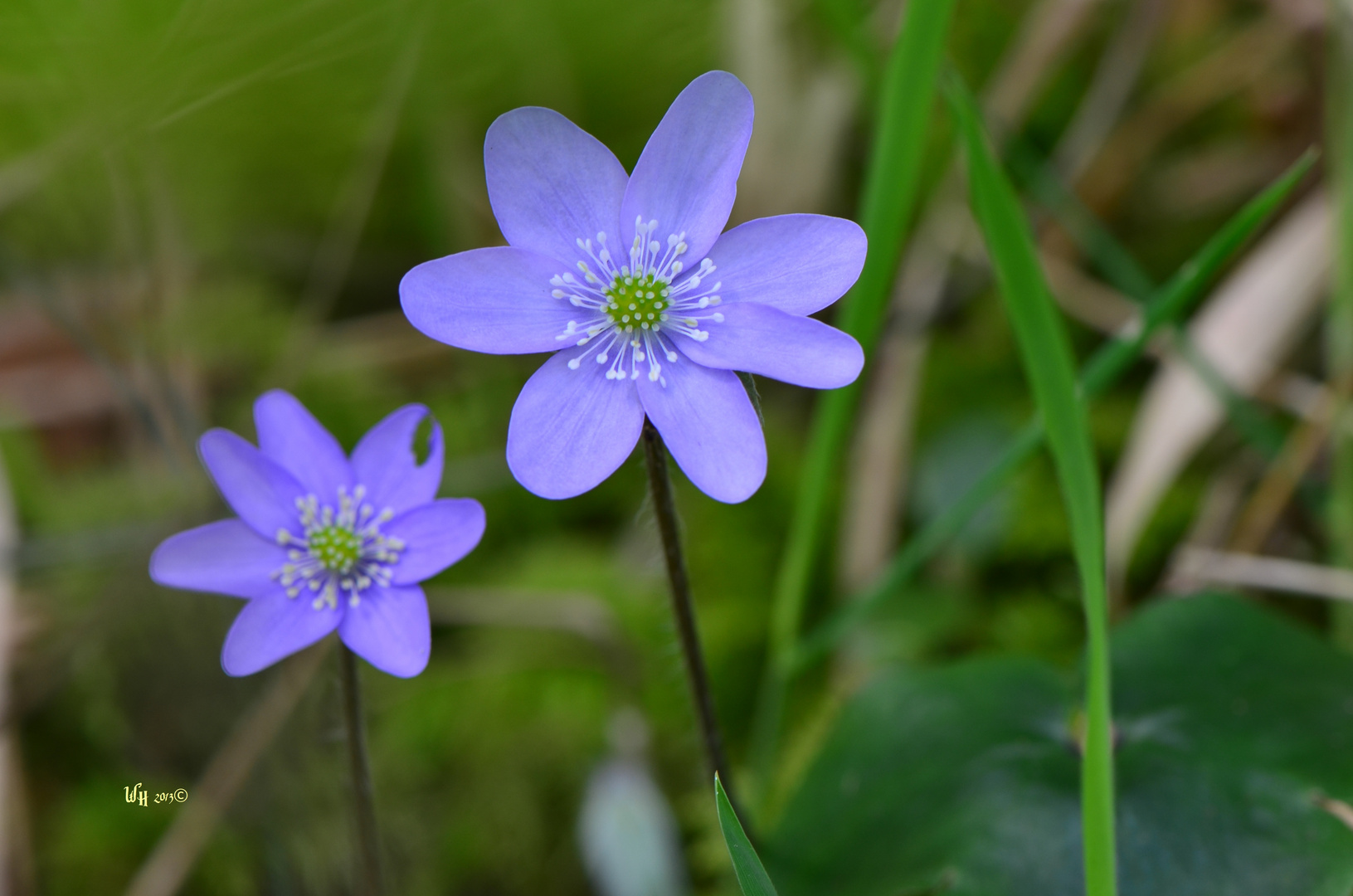 Leberblümchen (Hepatica nobilis)