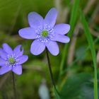 Leberblümchen (Hepatica nobilis)