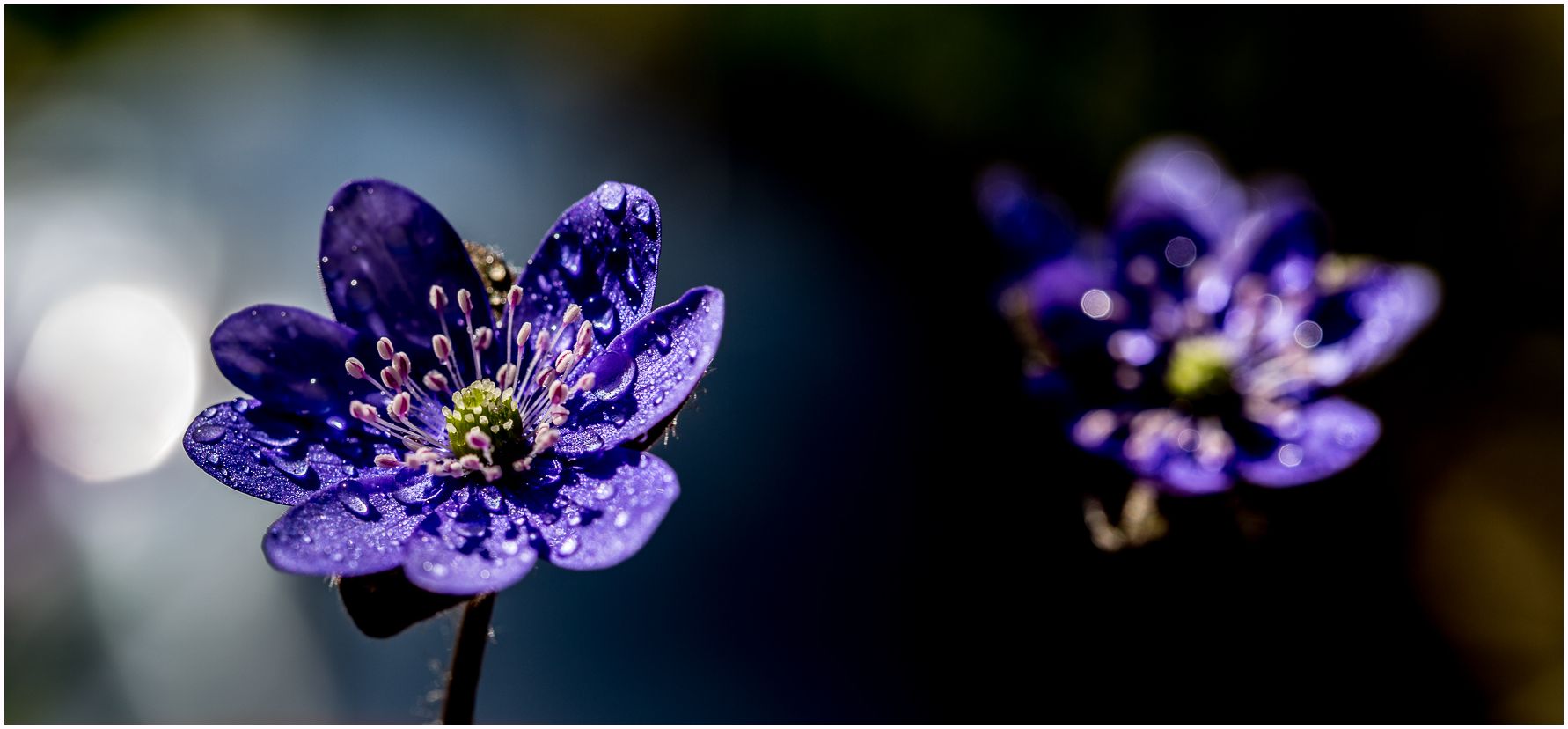 Leberblümchen - Hepatica nobilis