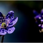 Leberblümchen - Hepatica nobilis