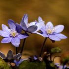 Leberblümchen (Hepatica nobilis)