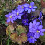 Leberblümchen (Hepatica nobilis)