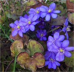 Leberblümchen (Hepatica nobilis)