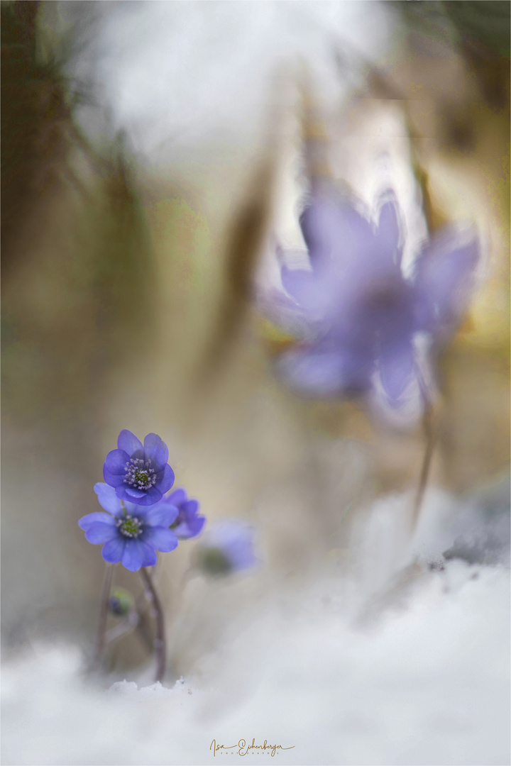 Leberblümchen - Hepatica nobilis