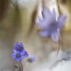 Leberblümchen - Hepatica nobilis