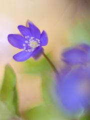 Leberblümchen, Hepatica nobilis