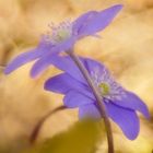 Leberblümchen (Hepatica nobilis)