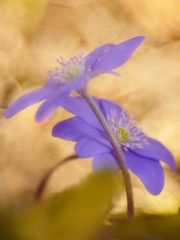 Leberblümchen (Hepatica nobilis)