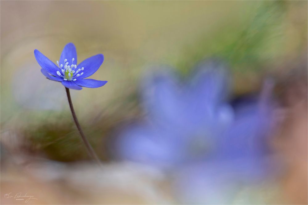 Leberblümchen - hepatica nobilis