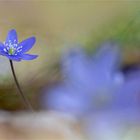 Leberblümchen - hepatica nobilis