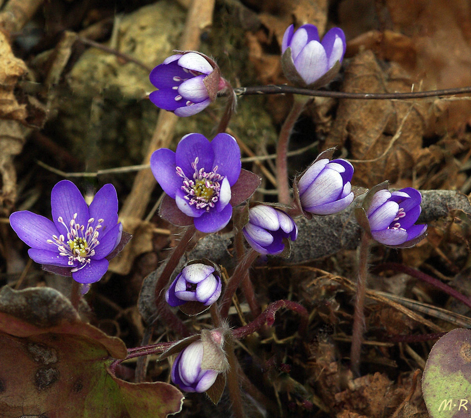 Leberblümchen (Hepatica Nobilis) 'Blaue Töne'