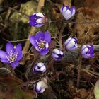 Leberblümchen (Hepatica Nobilis) 'Blaue Töne'