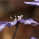 Leberblümchen (Hepatica nobilis), Blüte mit Regentropfen