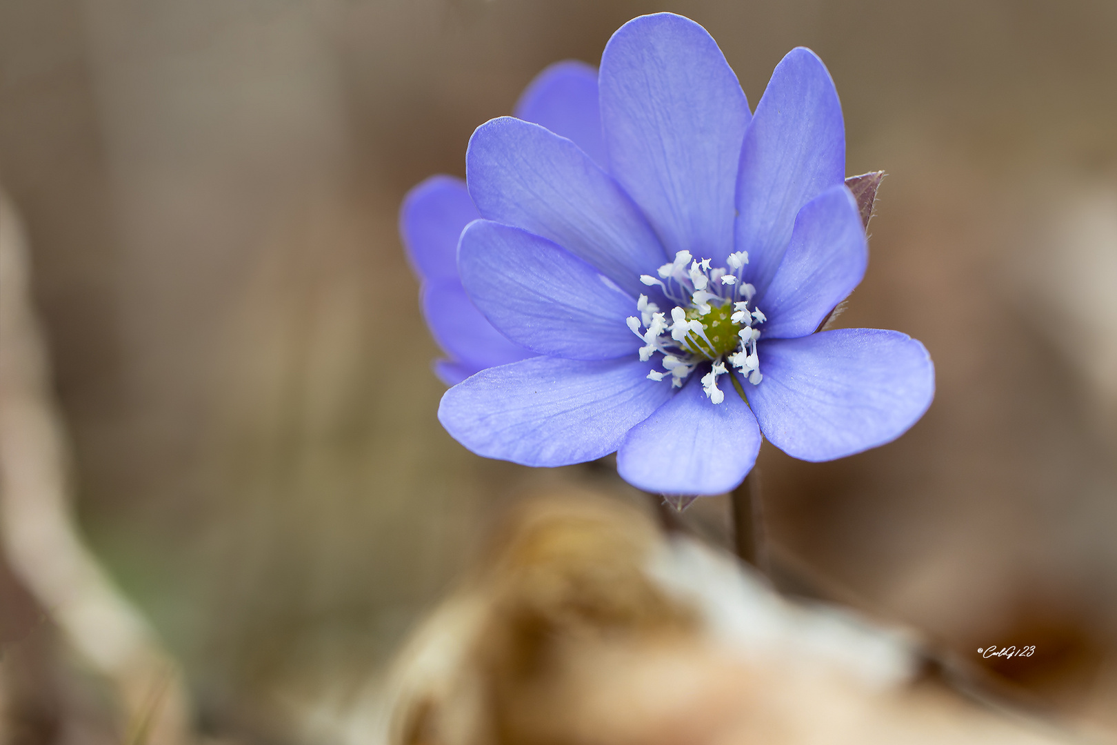 Leberblümchen (Hepatica nobilis)