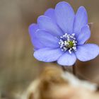 Leberblümchen (Hepatica nobilis)