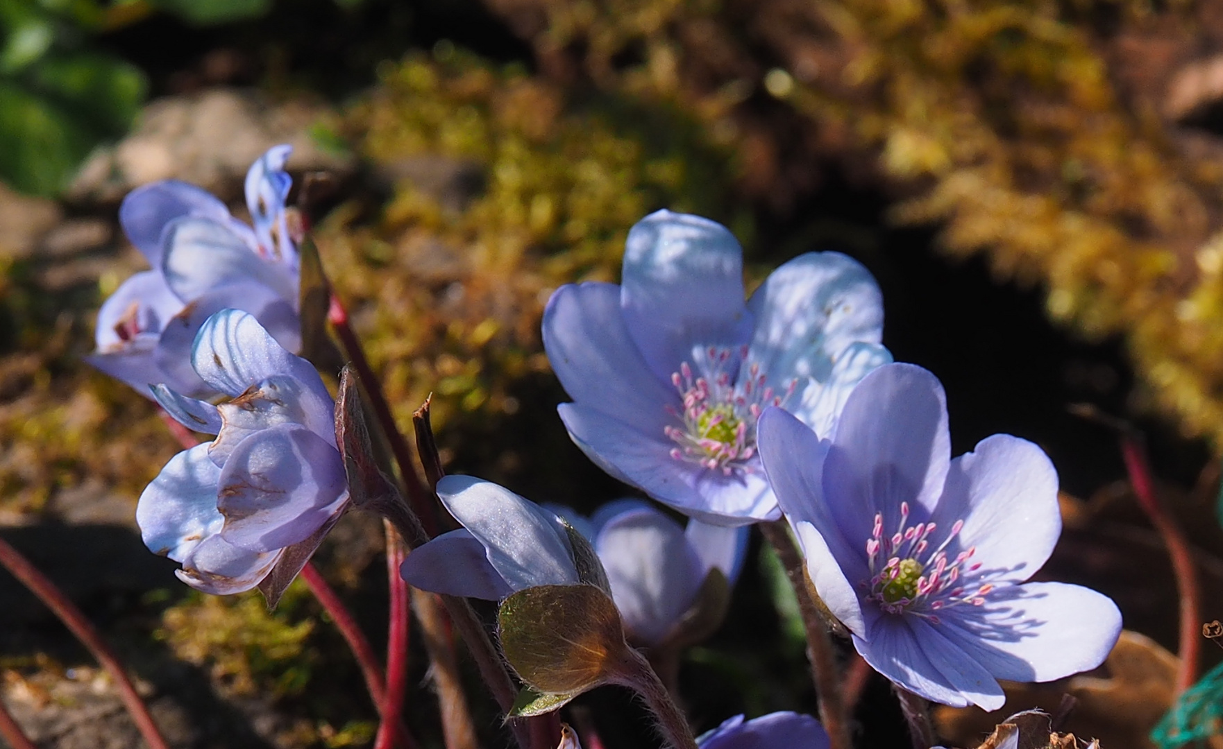 Leberblümchen  (Hepatica nobilis)