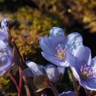 Leberblümchen  (Hepatica nobilis)