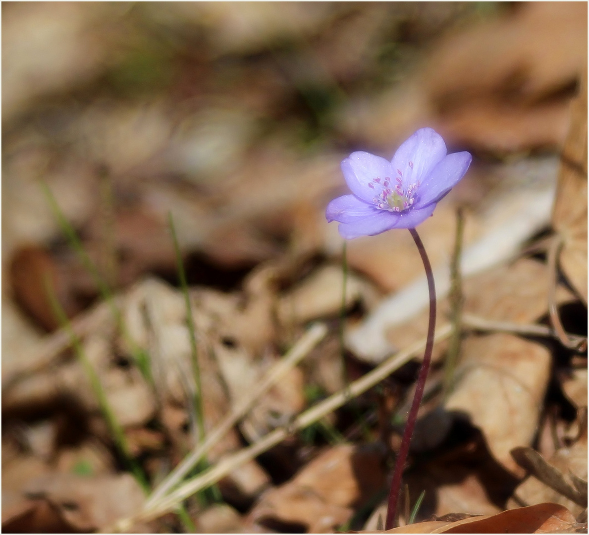 Leberblümchen (Hepatica nobilis).