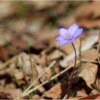 Leberblümchen (Hepatica nobilis).