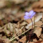 Leberblümchen (Hepatica nobilis).