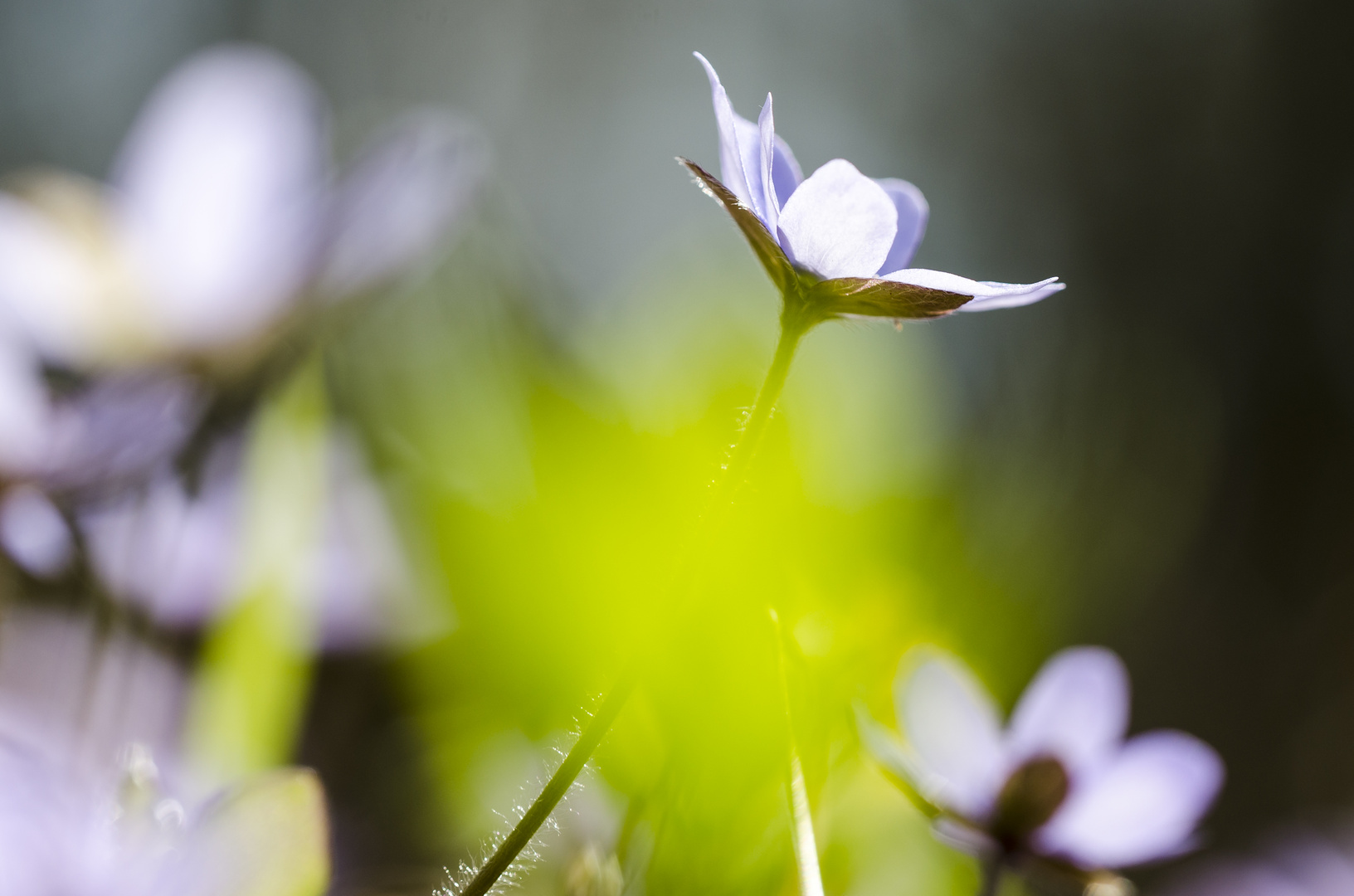 Leberblümchen (Hepatica nobilis)