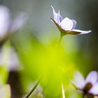 Leberblümchen (Hepatica nobilis)