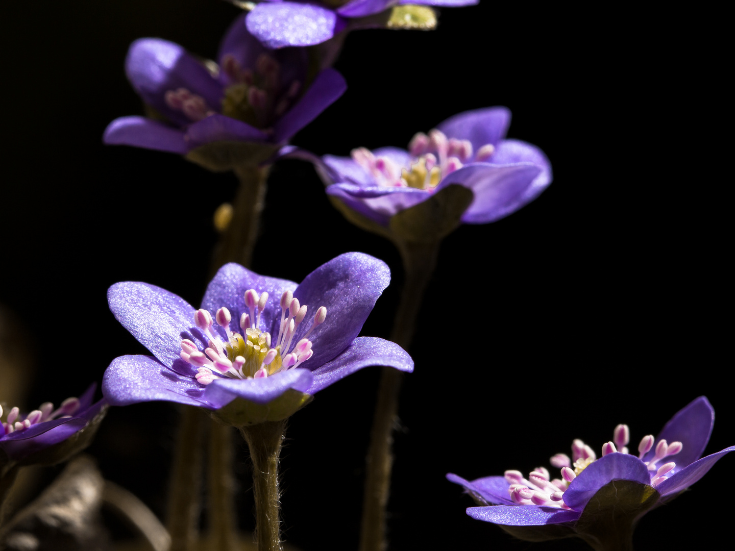 Leberblümchen Hepatica nobilis