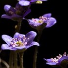 Leberblümchen Hepatica nobilis