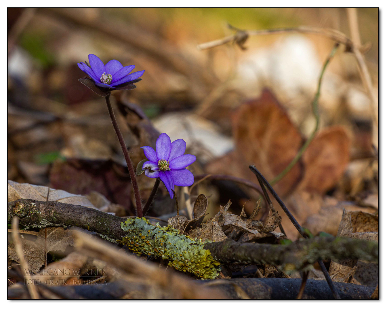 Leberblümchen (Hepatica nobilis)