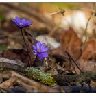 Leberblümchen (Hepatica nobilis)