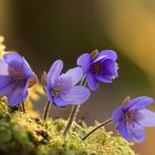 Leberblümchen (Hepatica nobilis) - ein zarter Frühblüher im Märzenwald