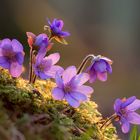 Leberblümchen (Hepatica nobilis) - ein zarter Frühblüher im Schein der Abendsonne