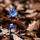 Leberblümchen (Hepatica nobilis)