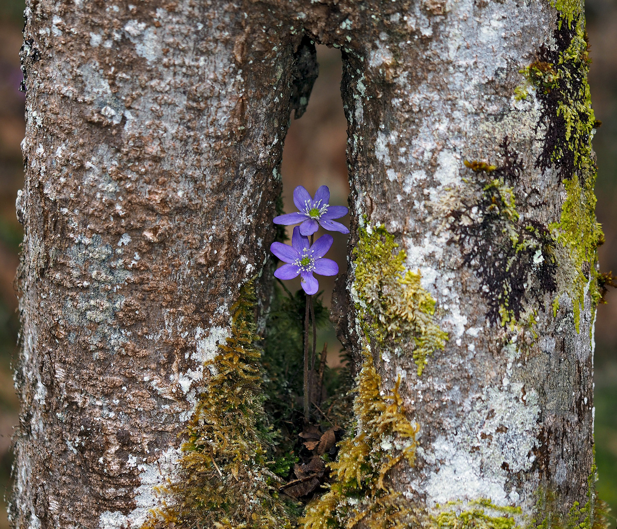 Leberblümchen (Hepatica nobilis) haben ein Heim gefunden!