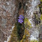 Leberblümchen (Hepatica nobilis) haben ein Heim gefunden!