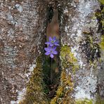 Leberblümchen (Hepatica nobilis) haben ein Heim gefunden!