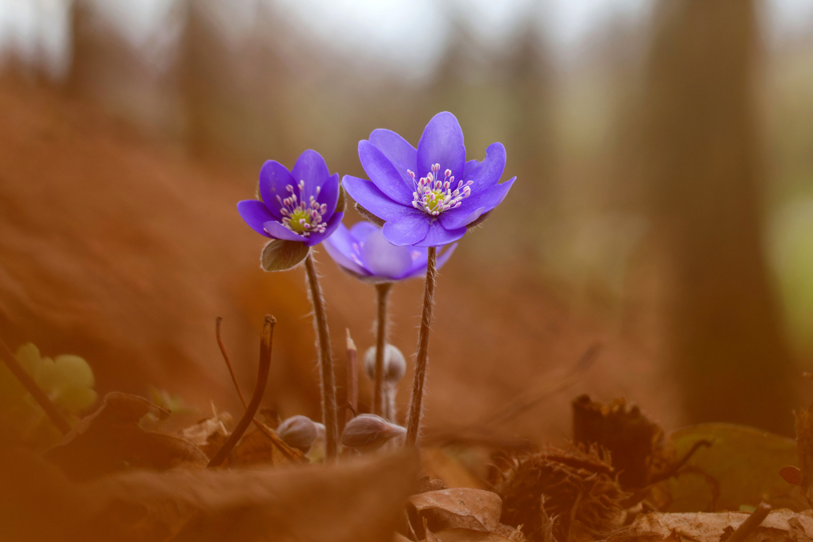 Leberblümchen  (Hepatica nobilis) im Wald 