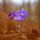 Leberblümchen  (Hepatica nobilis) im Wald 